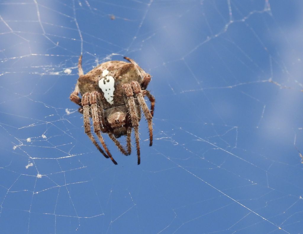 Araneidae ID